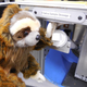 Illustration for article titled If You Send a Sloth to Space, You Better Expect it to Nap